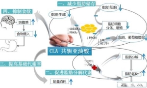 共轭亚油酸的作用和危害及不适用人群，可以用来减肥的脂肪