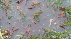 小龙虾冬天在温水中会进食吗？怎样能刺激它的食欲？