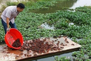 小龙虾冬天在温水中会进食吗？怎样能刺激它的食欲？