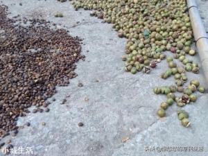 以前农村常吃的茶籽油，为什么现在都没有了，茶籽油去哪了？