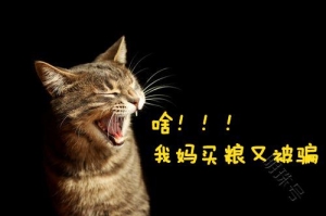 宠物食用无谷猫粮的诸多好处有哪些？