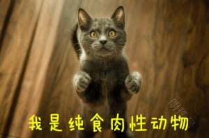 宠物食用无谷猫粮的诸多好处有哪些？