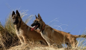 马犬，一种红得发紫的新型军犬，风靡大半个欧洲