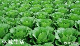 白菜喷醋，1斤醋加多少水？该注意什么？