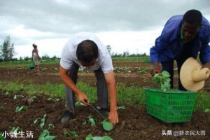 农民都用人粪尿浇菜，专家说不卫生，你怎么看，你想对专家怎么说？