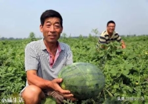 河南开封：西瓜价格继续下跌，一斤四毛无人要！价格下跌的原因是什么？