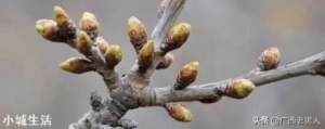 樱桃树剪枝怎么区分花芽和叶芽？