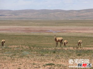 藏羚羊迁徙谜团，藏羚羊为何要迁徙？躲避地质灾害