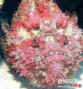 十大海洋恐怖生物,石头鱼一刺使人中毒直到死亡(伪装极强)