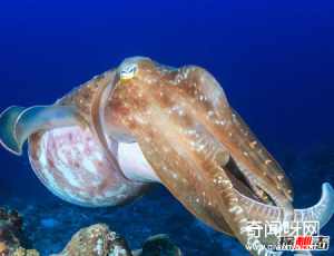 十大海洋恐怖生物,石头鱼一刺使人中毒直到死亡(伪装极强)