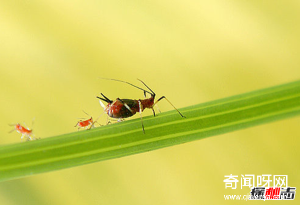 迁徒动物都有哪些?动物为何要迁徙