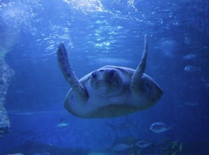 世界十大水族馆排名，亚特兰大乔治亚水族馆是西半球最大水族馆