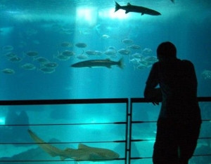 世界十大水族馆排名，亚特兰大乔治亚水族馆是西半球最大水族馆