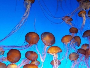 世界十大水族馆排名，亚特兰大乔治亚水族馆是西半球最大水族馆