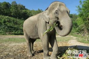 大象能听到地震?关于大象的12大有趣之处