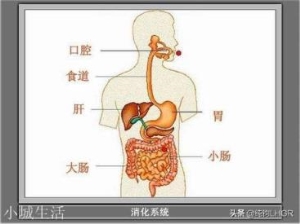 孙悟空钻铁扇公主肚子里，最可能钻在哪个部位呢？