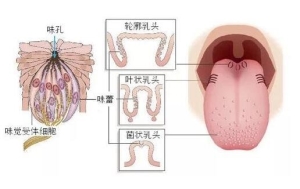 舌头根部有疙瘩图片，每个人都有的轮廓乳头也就是味蕾(3大原因)