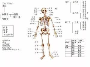 人体骨骼图片结构图，儿童骨骼多于成人(附脚的结构图和名称)