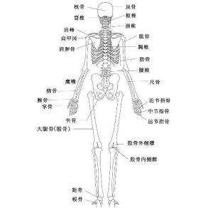 人体骨骼图片结构图，儿童骨骼多于成人(附脚的结构图和名称)