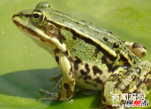 青蛙是怎么睡觉的?青蛙的十大特点和生活特征