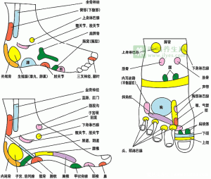 足底反射区图片，脚底对应的器官图穴位图(附脚底疼痛部位图解)