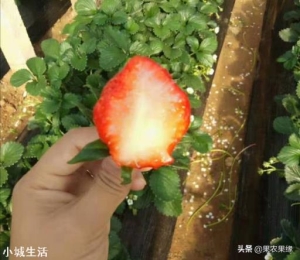 草莓开花结果时，苗长势旺盛怎么控制？