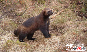 世界上10大最臭动物排名 臭虫排第四,第十可臭死一人