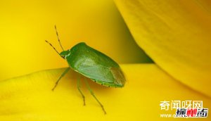 世界上10大最臭动物排名 臭虫排第四,第十可臭死一人