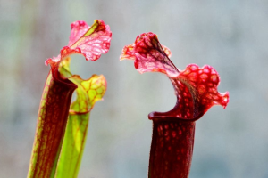 世界上最具有诱惑力的植物:瓶口布满花蜜(虫滑入即死)