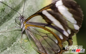 世界上10种透明的动物 第二可见肝脏能发光,第七极似幽灵