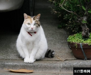 猫是招鬼还是辟邪的，白猫招鬼/可以引发尸变