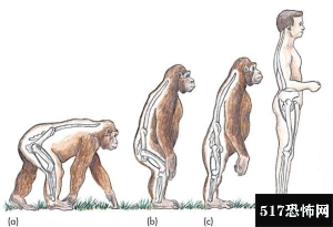 人类进化成两足行走，是为了站起来秀丁丁？