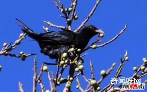 盘点唱歌最好听的10种鸟 个个堪比歌唱巨星