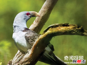 盘点唱歌最好听的10种鸟 个个堪比歌唱巨星