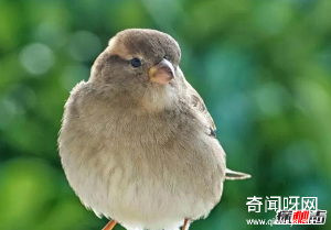 盘点唱歌最好听的10种鸟 个个堪比歌唱巨星