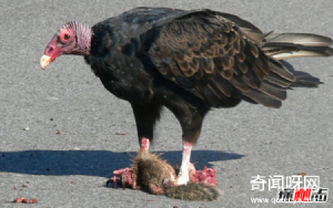 什么动物的防御力最强?盘点防御力最强的前十动物