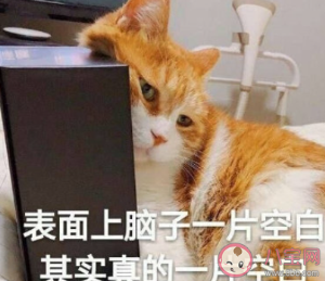 为啥猫咪有时不好好吃饭 猫咪不吃饭是什么原因