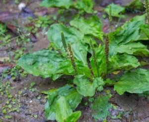 农村常见的十种野菜排名，地皮菜下酒很不错，苦菜又叫苦苣菜