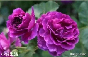 月季花花瓣掉是怎么回事？