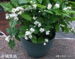 盆栽茉莉花好养还是盆栽月季好养？