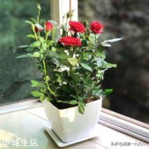 盆栽茉莉花好养还是盆栽月季好养？