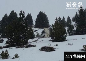 探索喜马拉雅山雪人之谜，神秘雪怪竟是杂交混血熊