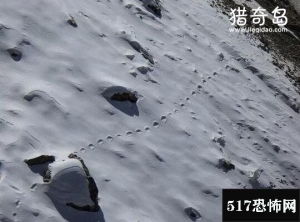 探索喜马拉雅山雪人之谜，神秘雪怪竟是杂交混血熊