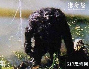 揭秘全球六大神秘野人，澳洲幽威被人类目击次数最多