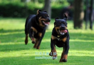 世界三大顶级护卫犬 卡斯特罗犬/杜宾犬/罗威纳犬