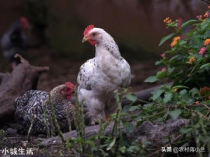 芦花鸡怎么养？