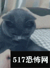 猫听到梳子的声音为什么会吐