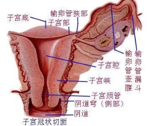 女人阴道一般有多深真实图片说明 女性私处究竟是什么样子的