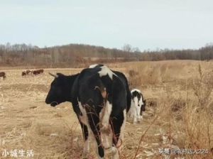 母牛咋吃不胖还吃不饱？咋回事？