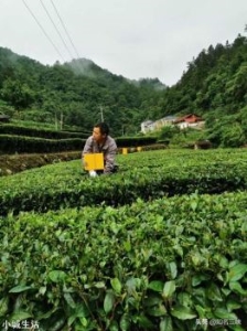 在农村是搞种植好，还是搞养殖好？